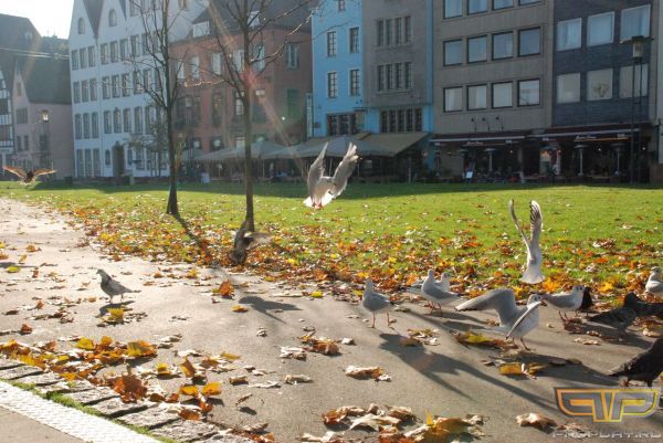 � ����� ���� ��